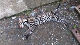 Cada 5 días muere un felino salvaje atropellado