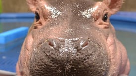 ¿Ya vio "The Fiona Show", el programa de la hipopótamo bebé Fiona?