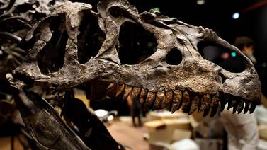 Venden “abuelo” del T-Rex en 2.100 millones de colones