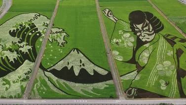 Japoneses se lucen con obra de arte en un arrozal