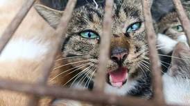 Policía china salva a 150 gatos de terminar en la olla 