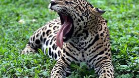 Jaguar tica gana concurso mundial por actitudes curiosas cuando cree que nadie la ve