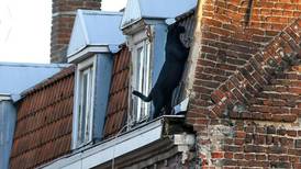 Una pantera negra se paseaba por el techo de un edificio como un gato callejero
