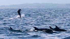 Delfines estarían “peleando” del lado ruso en guerra contra Ucrania