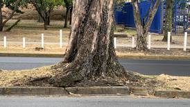 ¿Puede un ciudadano cortar un árbol que estorbe en la calle?