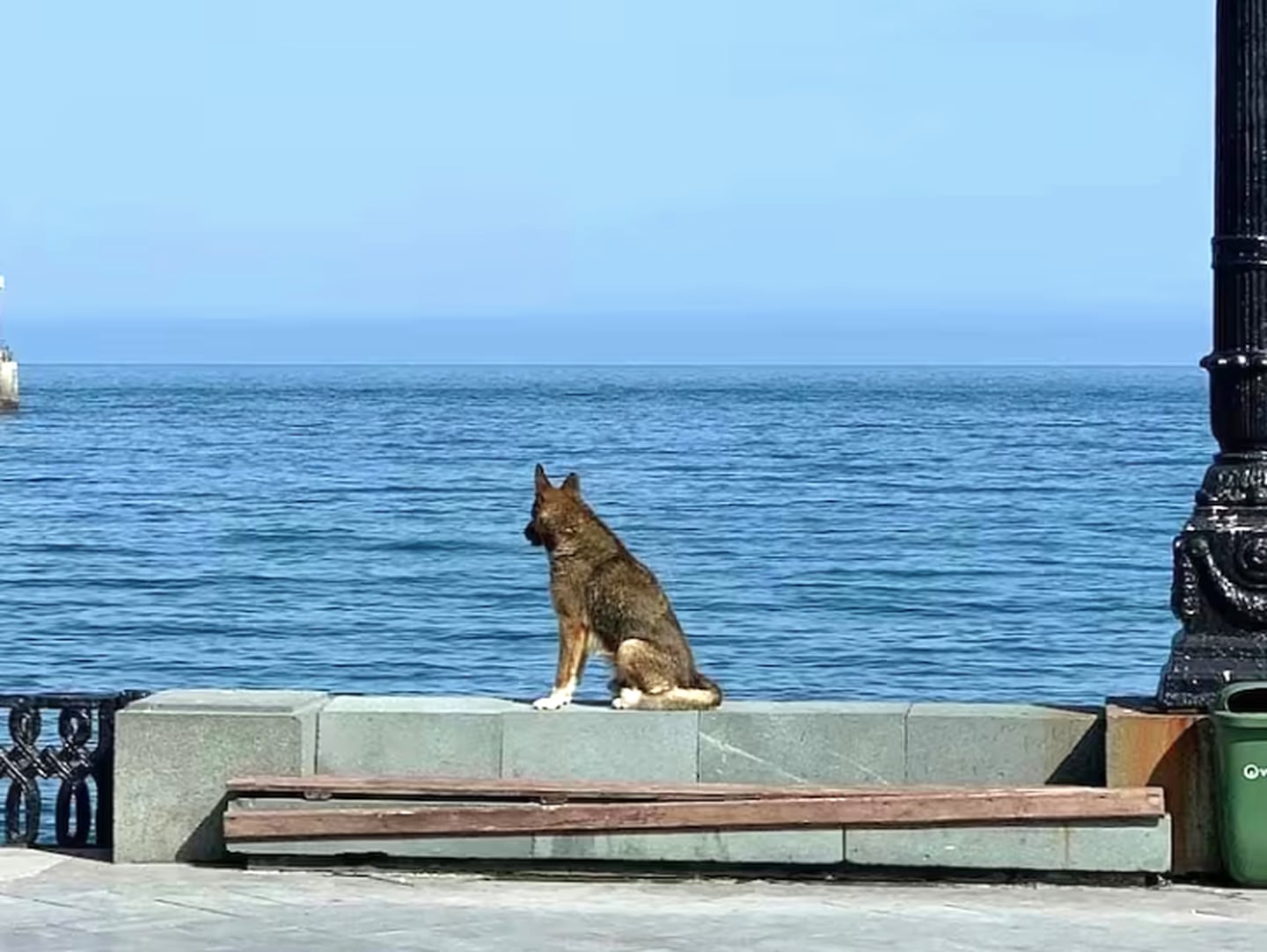 Perros esperando a su dueño. Foto: La Nación, GDA