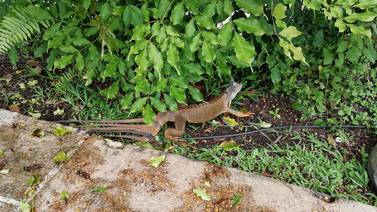 Iguana con cinco colas sorprendió en Pococí