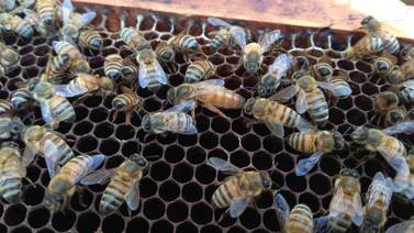 Jardinero está grave debido a ataque de abejas en Belén, Heredia 