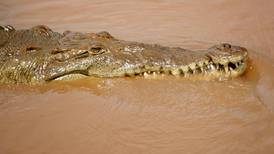 Personal del Sinac capturará a cocodrilo que atacó a niño en Matina