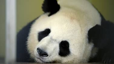 "Abuelita" panda dio a luz a gemelos
