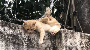 Gato perdió cola al quedar enredado en filoso alambre navaja
