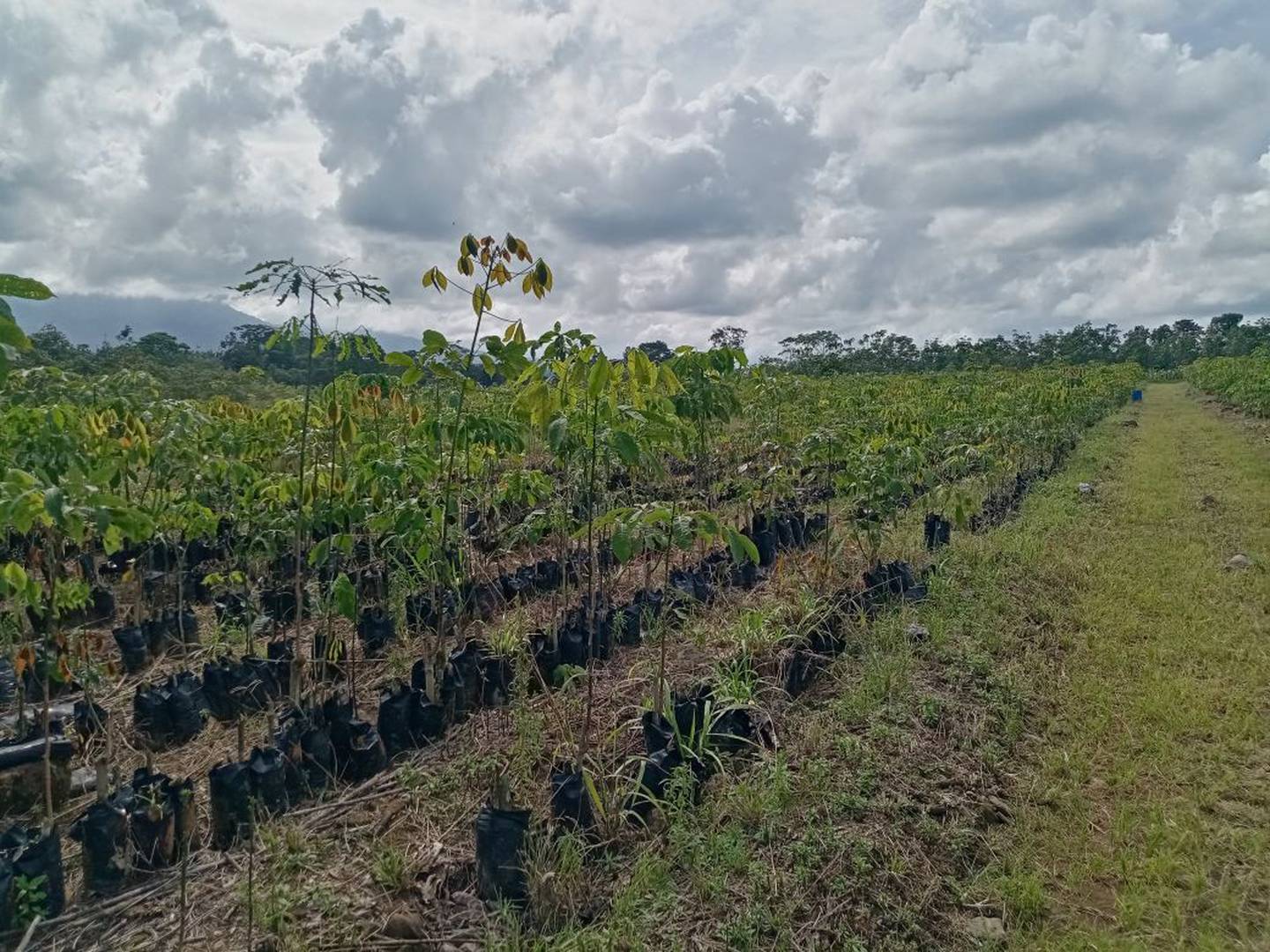 La Cooperativa de Fomento y Desarrollo para la Reforestación Sostenible (Cooprolatex), dedicada al cultivo de hule, busca a 120 pequeños y medianos agricultores de San Carlos, Upala, Limón y Talamanca, entre otras zonas, que estén interesados en sembrar hule