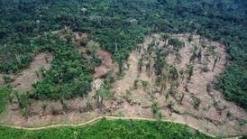 En un año Brasil deforestó el equivalente a un millón de canchas de fútbol