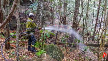 Misión de rescate salva a los “árboles dinosaurios” del fuego en Australia