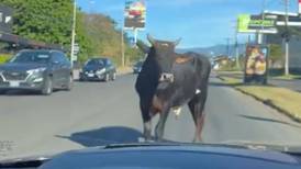 Dos vacas se atravesaron en una de las calles más transitadas del país