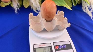 El huevo más grande del país pesó 190 gramos y lo puso una gallina de San Miguel de Turrúcares