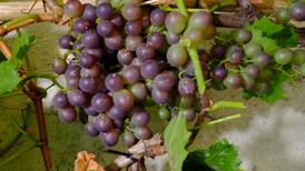 Bien sanitos: Los beneficios de la riquísima uva