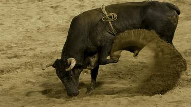 Muchacha que fue revolcada por un toro: “Mi carrera taurina duró tres segundos”