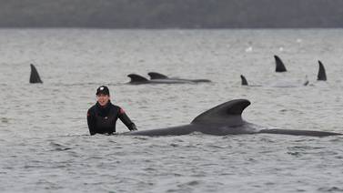 270 ballenas quedan varadas al sur de Australia 