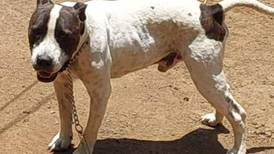 Denuncias confidenciales permitieron rescatar a tres perros maltratados y descuidados 
