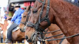 Los caballos que participen en el Tope Nacional 2023 tendrán doctor y “sicólogo”