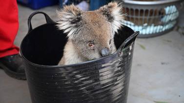Fotos de hospital para koalas conmueven al más insensible 