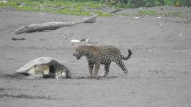 Tortuguero protege sus jaguares