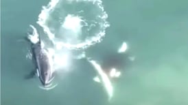 El impactante video que muestra a un grupo de orcas atacando a un tiburón blanco