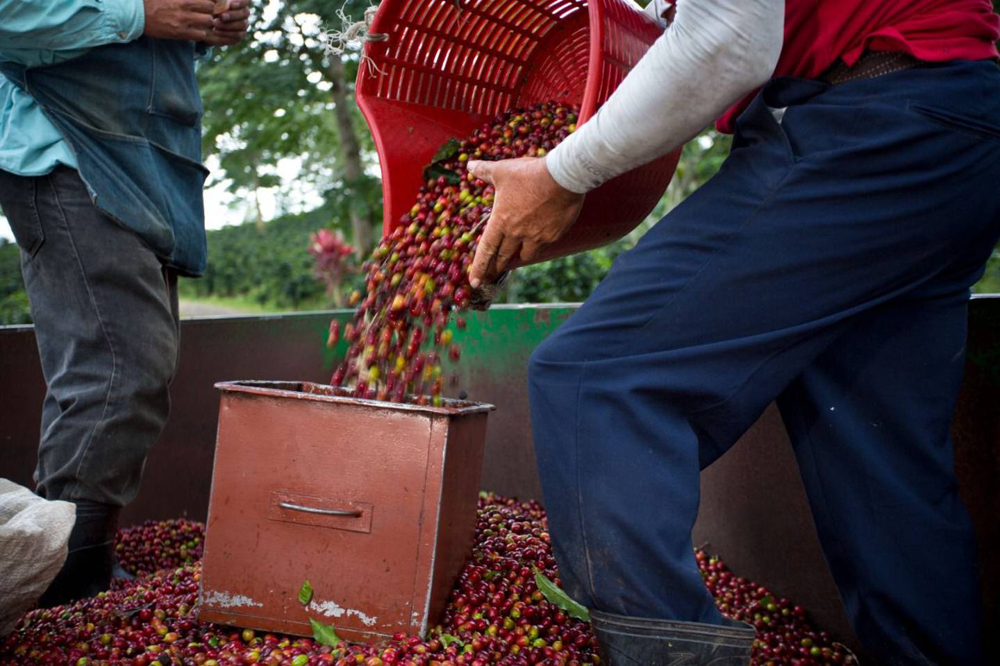 Ya inició la cosecha de café 2022 en Turrialba y Cafetalera Aquiares ocupa contratar unos 100 recolectores de café