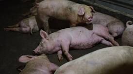 Descubren virus de gripe porcina favorable para otra pandemia