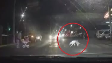 Perrito da el ejemplo en Alajuela: cruza solo cuando el semáforo se lo permite