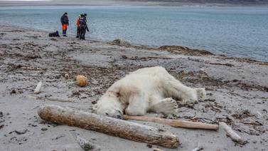 Indignación con guardias de un crucero alemán que mataron a un oso polar