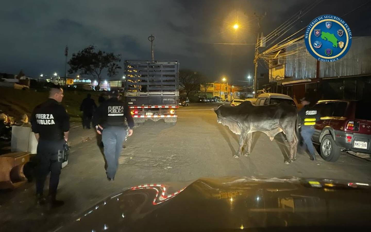 Policías capturan toro en ciudadela León XIII, Tibás. Foto MSP.