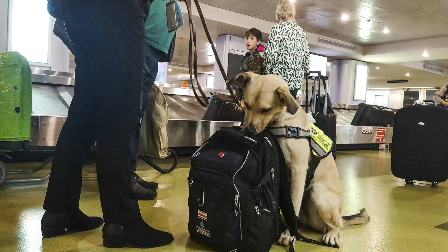 Quiko y Rackun, son los dos primeros perros en la historia de Costa Rica que trabajan como oficiales del Servicio Fitosanitario del Estado para detectar en en aeropuertos y fronteras la entrada ilegal de vegetales, frutas y semillas.