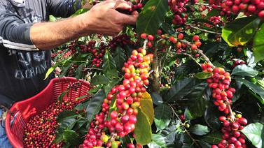 Cooperativa busca 14 mil recolectores ticos para nueva cosecha de café