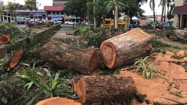 Alcalde de Pococí afirma que no ordenó cortar las palmeras del parque