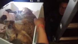 Policías rescatan a perrito que sufría abandono y maltrato en Alajuelita (videos)