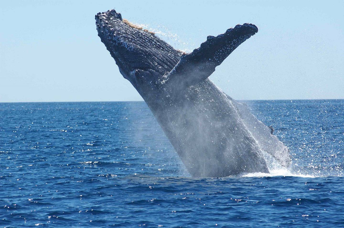 Las ballenas jorobadas se podrán observar durante la temporada de avistamiento, en playas como Quepos y Marina Ballena (Foto: Marina Pez Vela)