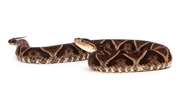 600 personas son mordidas por una serpiente cada año en Costa Rica 