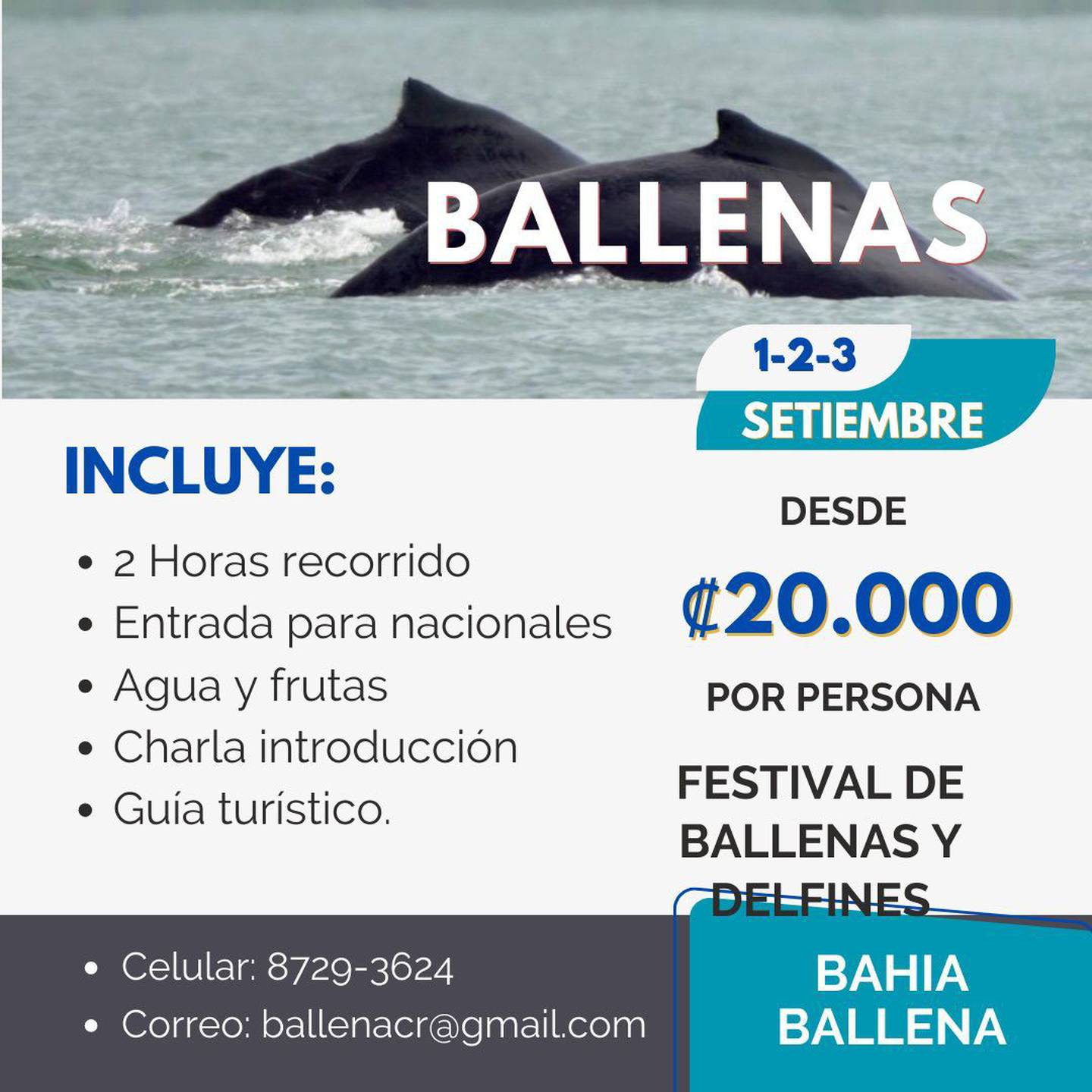 Festival de Ballenas y Delfines en Uvita de Osa y cerca del Parque Nacional Marino Ballena.