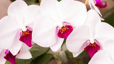 ¿Es amante de las orquídeas? Le contamos de una linda feria cuya entrada es gratuita