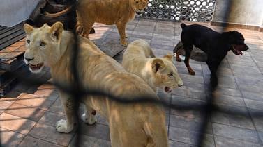Ciudad de México: Aló, emergencias, ¡es que en la casa del vecino están rugiendo leones!