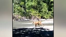 (Video) Puma sorprendió a turistas