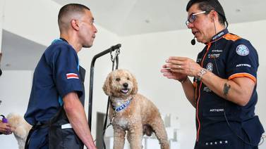 Campeón mundial de peluquería canina da 5 consejos para que su peludito se vea siempre guapo