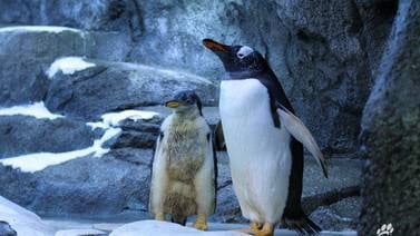 Pingüinos gais crían a polluelo 