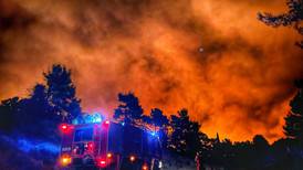 Incendio forestal: Un cocodrilo fue consumido por las llamas  