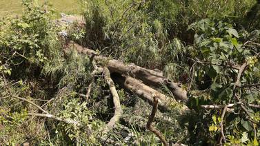 Fuertes vientos provocan la muerte de un anciano de 84 años quien fue golpeado por la rama de un árbol