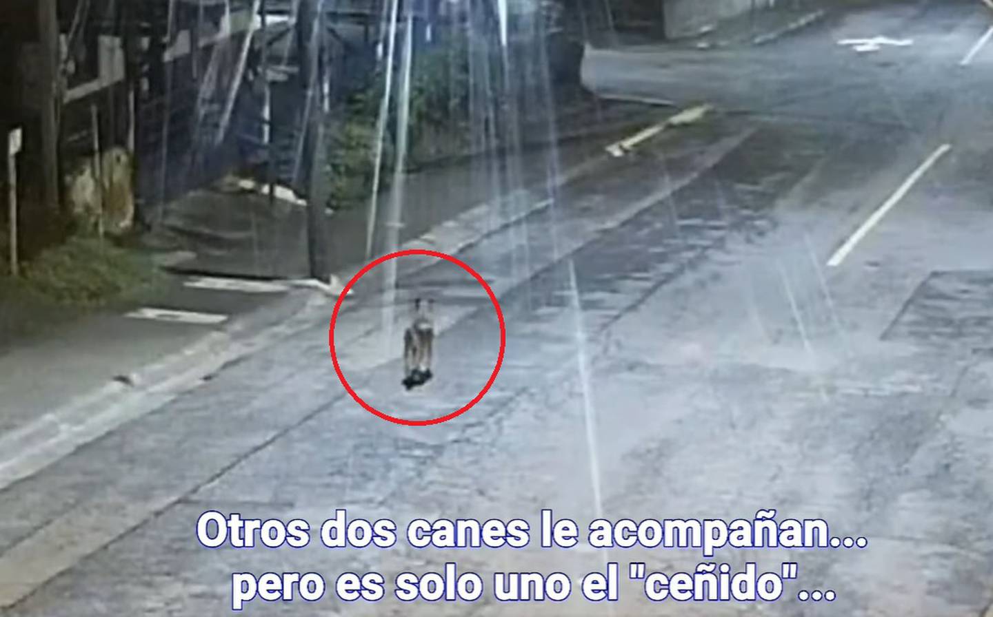 Perro delata a sujeto que intentó meterse a robar a restaurante en Escazú. captura de video.