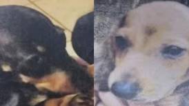 Piden ayuda para recuperar a dos perritos que les robaron 