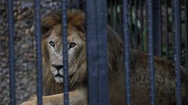 Mataron a Loonkiito uno de los leones más viejos del mundo 